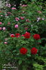 Fisher Holmes rose photo