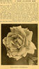 Gustav Grünerwald rose photo