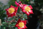 Peggy T ™ rose photo