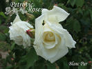 Blanc Pur rose photo
