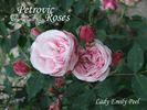 Lady Emily Peel rose photo