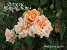 Madame Pierre Cochet rose photo