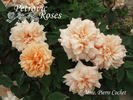 Madame Pierre Cochet rose photo