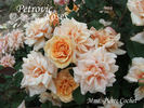 Madame Pierre Cochet rose photo