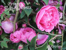 Roxelane rose photo