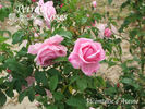Vicomtesse d'Avesnes rose photo