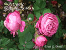 Ernst G. Dörell rose photo