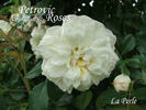 La Perle rose photo