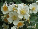 Wickwar rose photo