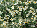 Wickwar rose photo