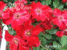Autumn Fire rose photo