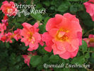 Rosenstadt Zweibrücken ® rose photo