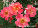 Rosenstadt Zweibrücken ® rose photo