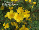 R. ecae rose photo