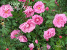 Metis rose photo
