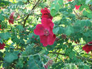 <i>Rosa moyesii hillieri</i> rose photo