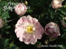 Burnet Double Pink rose photo