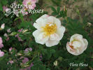 Pimpinellifolia plena rose photo