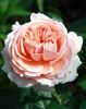 Stile '800® rose photo