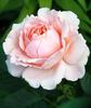 Stile '800® rose photo