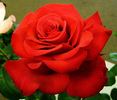 Big Red rose photo