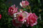 Better Homes rose photo