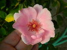 Frances Fisher rose photo