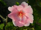 Frances Fisher rose photo