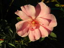 Frances Fisher rose photo