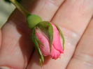 Frances Fisher rose photo
