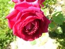 Princess Nagako rose photo
