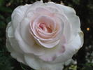 Pop Warner rose photo