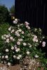 Blairii No. 1 rose photo