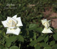 Lily Pons rose photo