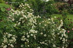 Clotilde Soupert, Cl. rose photo