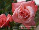 Château de Chenonceaux rose photo