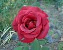 Black Tea rose photo