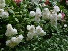 Francine Austin rose photo