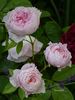 Inge's Rose rose photo