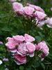 Roseninsel rose photo