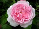 Emilie von Süsskind rose photo