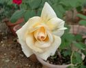 Pedrus Aquarius rose photo