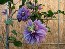 Diamantina clematis photo