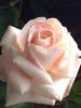 Lady Diana rose photo