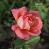 Tenerife rose photo