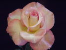 Deidre Hall rose photo