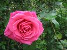 Maria Callas, Cl. rose photo