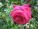 Maria Callas, Cl. rose photo