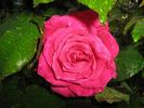 Maria Callas, Cl. rose photo