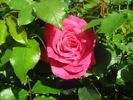 Maria Callas, Cl. rose photo